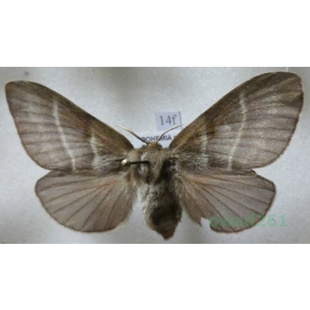 Macrothylacia rubi (Linnaeus, 1758) female Barczatka malinówka Czech14f